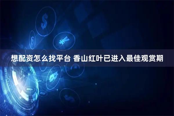 想配资怎么找平台 香山红叶已进入最佳观赏期