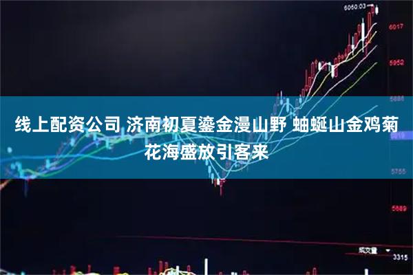 线上配资公司 济南初夏鎏金漫山野 蚰蜒山金鸡菊花海盛放引客来