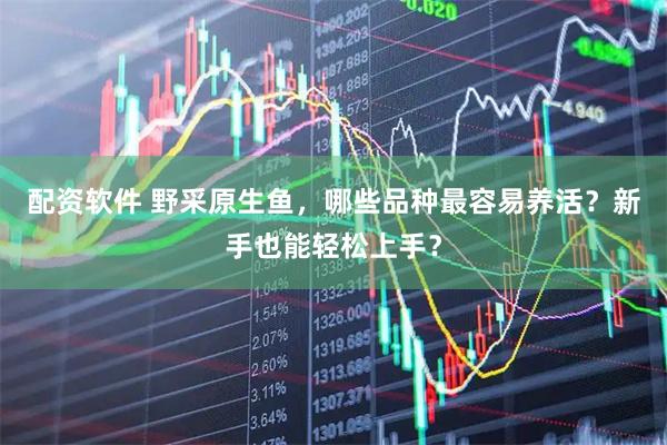 配资软件 野采原生鱼，哪些品种最容易养活？新手也能轻松上手？